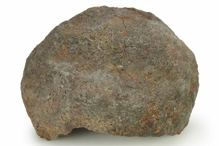Silurian Fossil Crinoid (Scyphocrinites) Lobolith - Morocco #274950